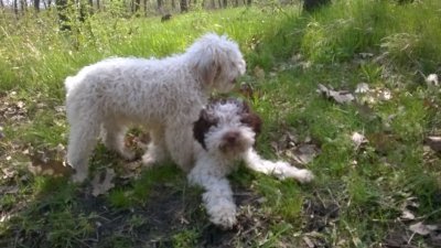 Трюфели Куче търсач за трюфели лагото lagotto romagnolo - Обяви ...