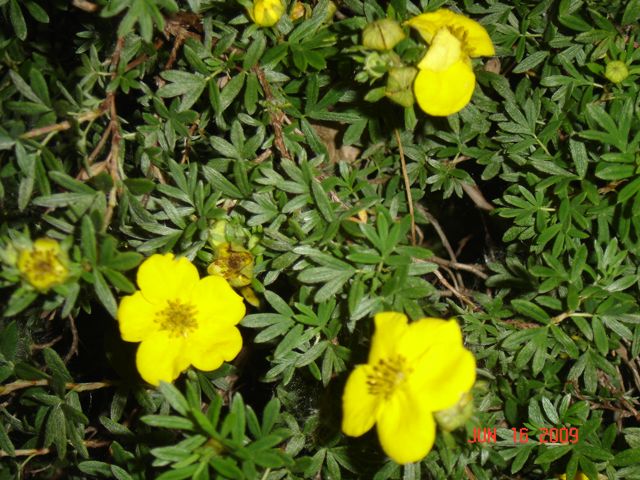 Yellow Flowers