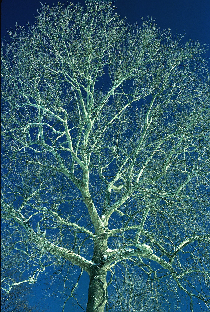 Tree in Winter