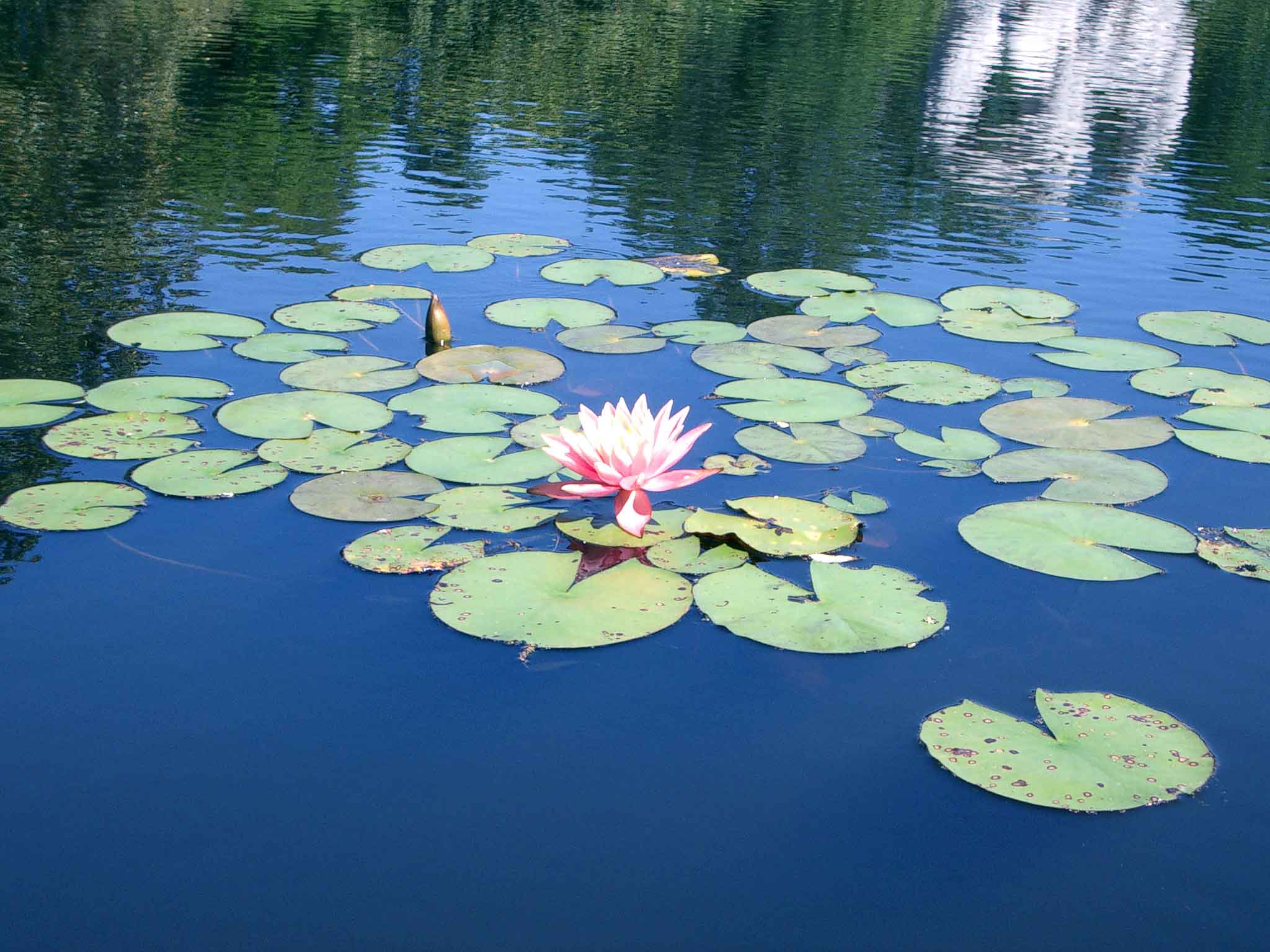 Lilly of the water