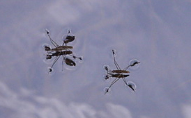 Water Striders