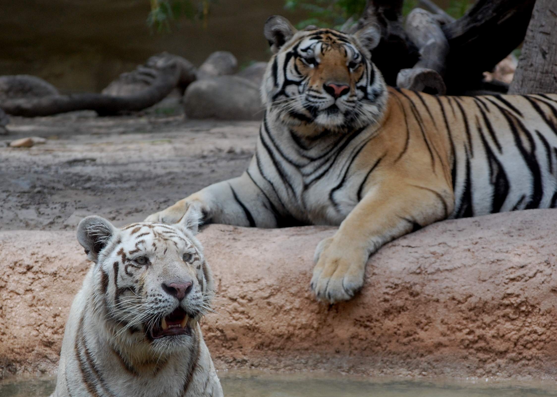 White Tiger and Friend