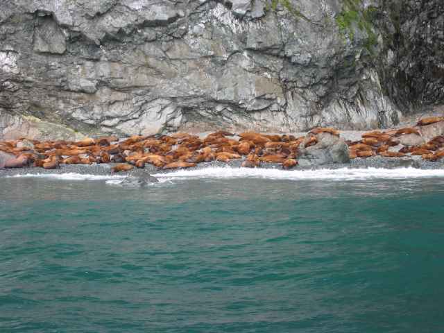 Sea Lions lounging