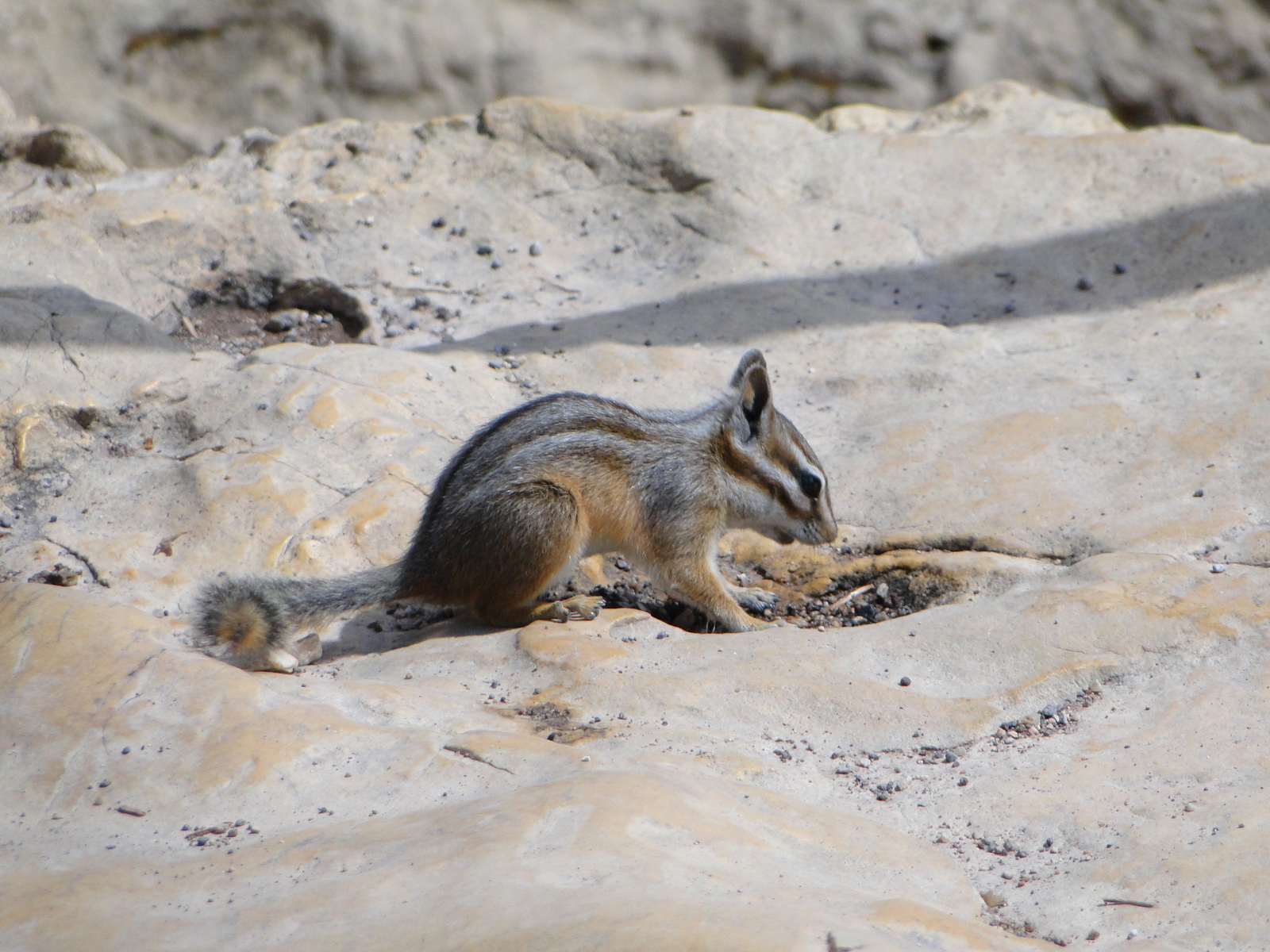 Chipmunk