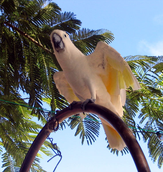 White-crested cockatoo