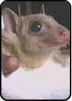 Arent I a cute Egyptian fruit bat?