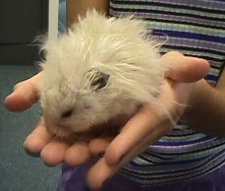 Classroom pet guinea pig