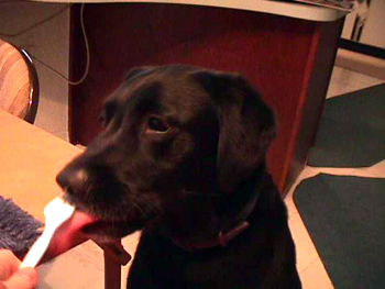 Gator licking a treat off a spoon