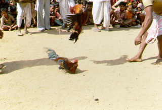 Cock fight in India