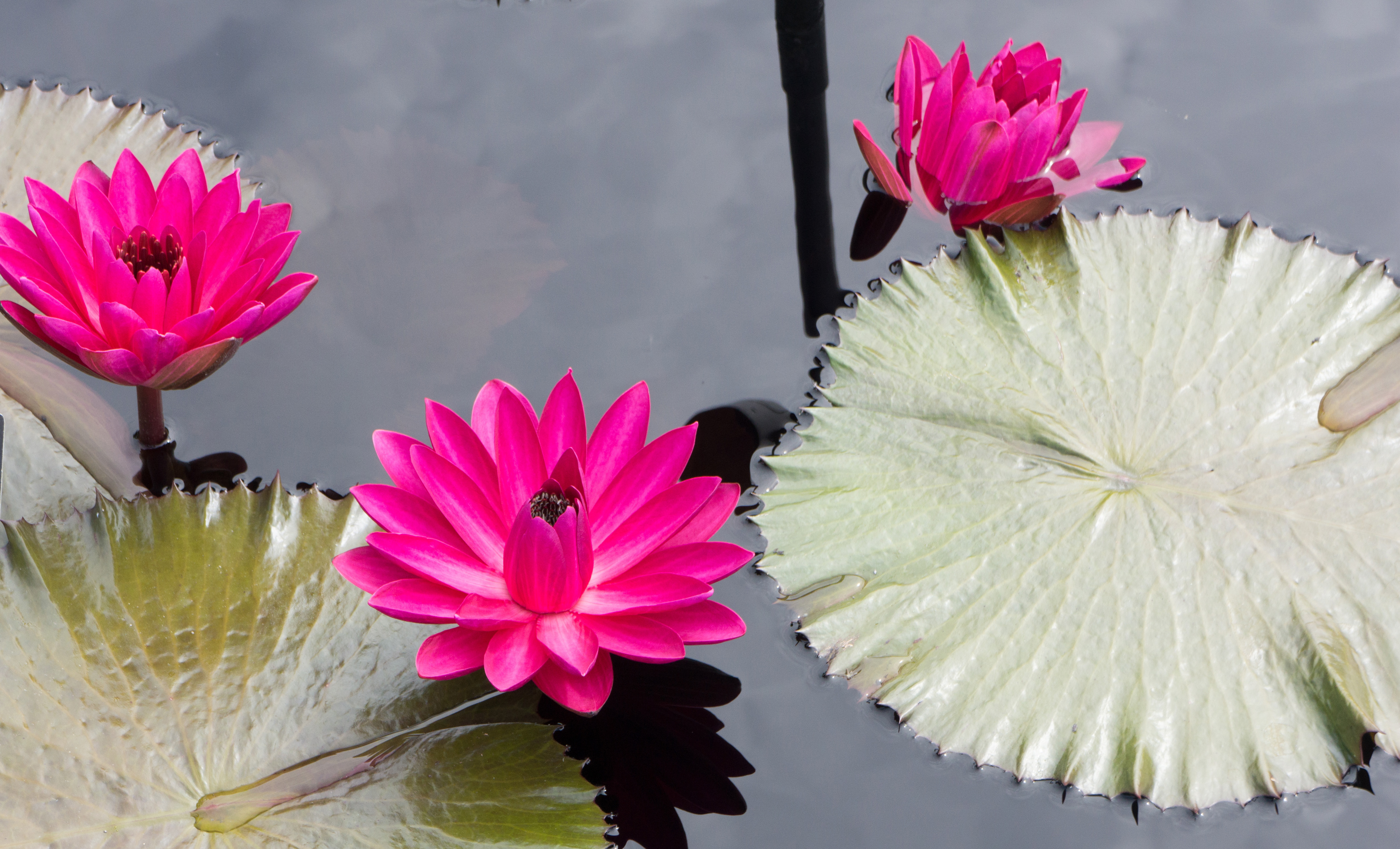 water lilies