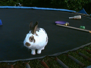 A pet rabbit in Florida named Laura Ashley.