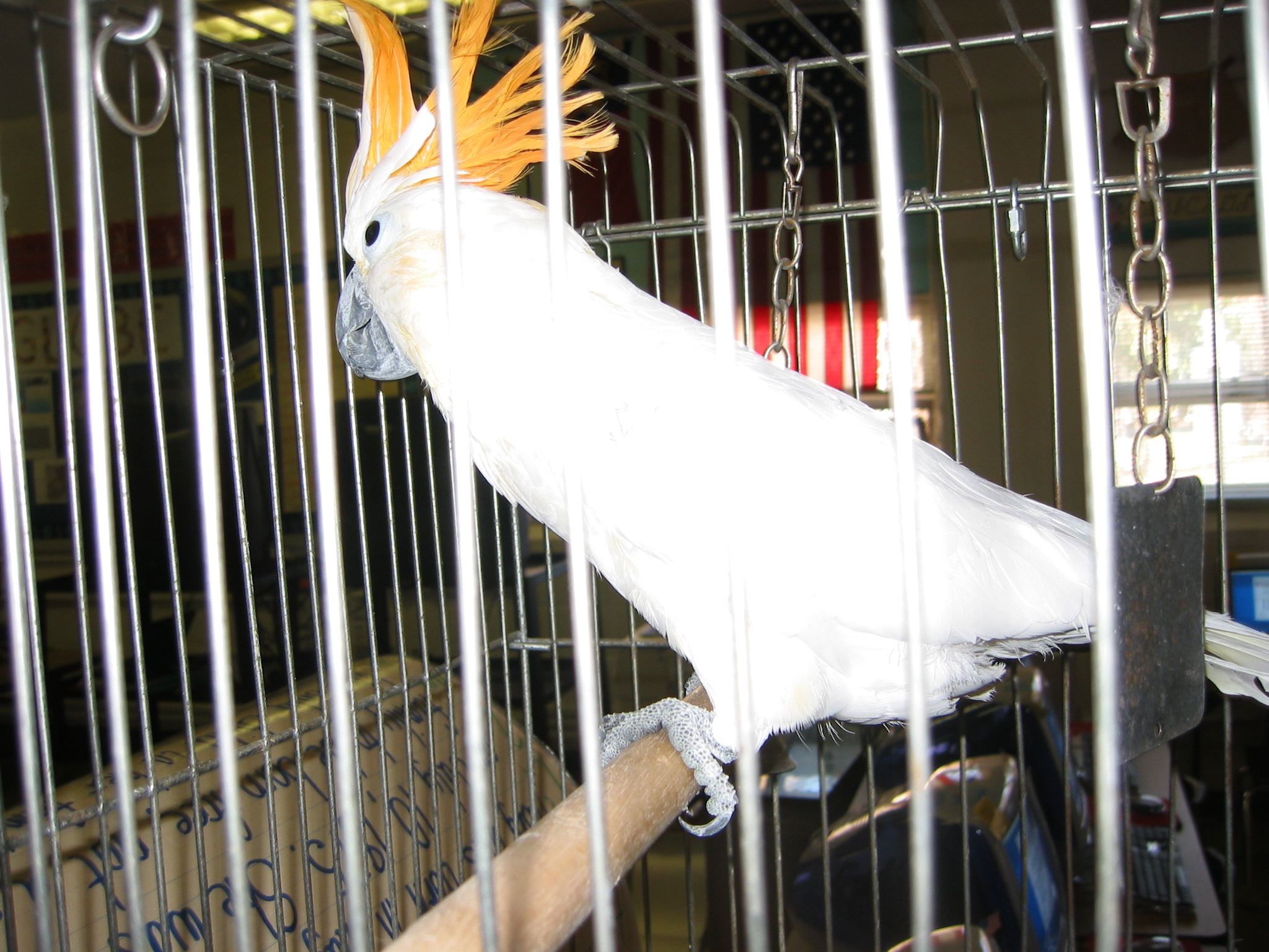 Citron Crested Cockatoo