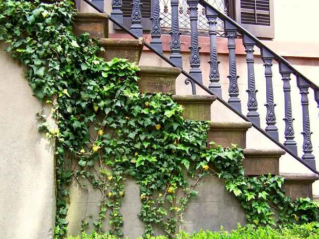 Staircase with Ivy