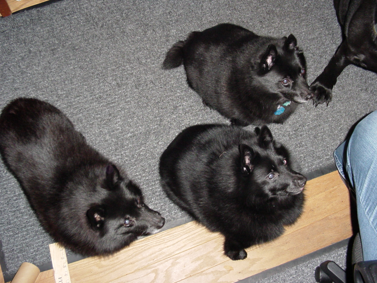 Hungry Schipperkes