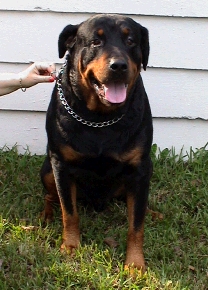 Sonny, a Rottweiler waiting for attention