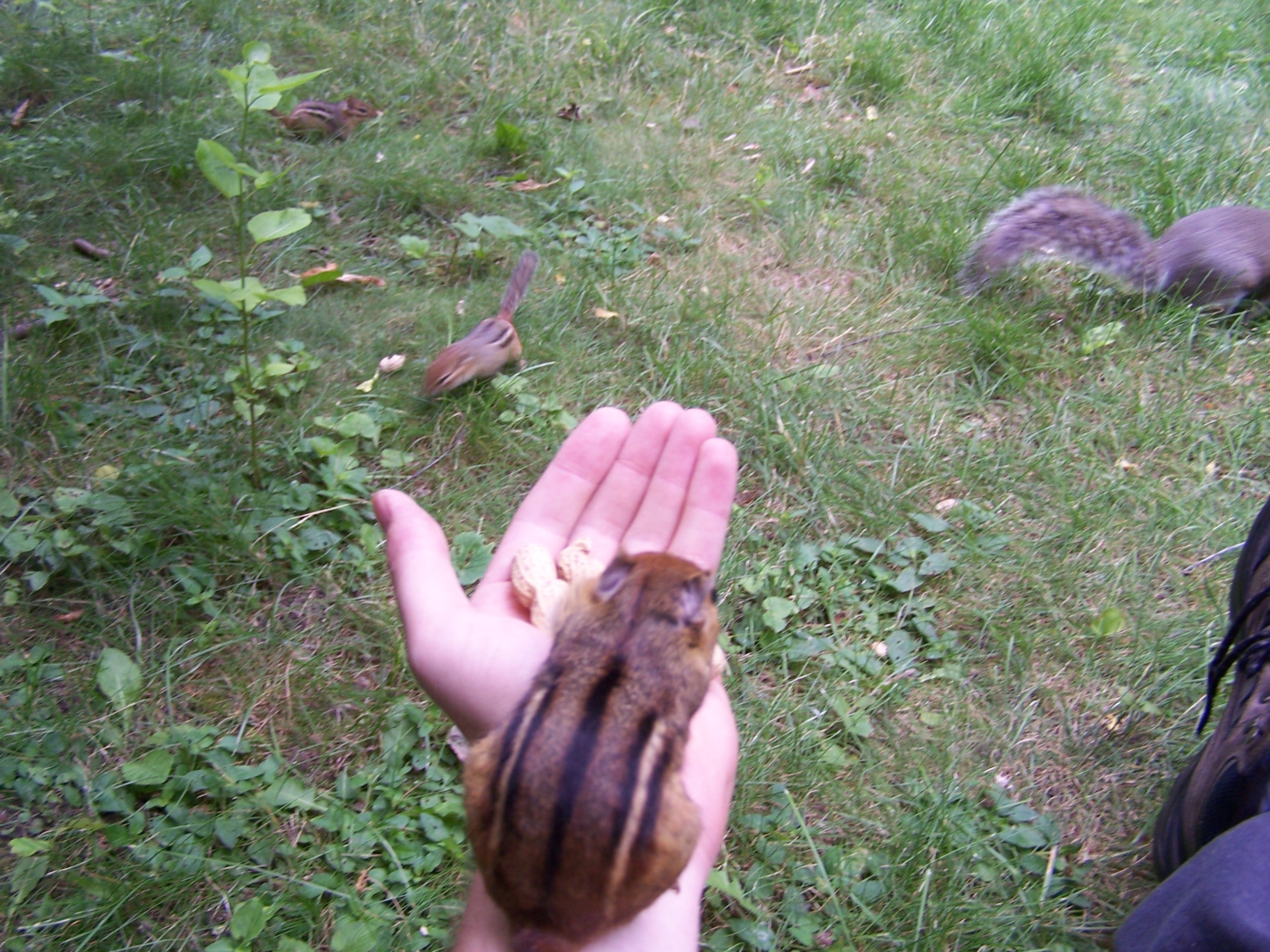 Hand-of-chipfriendship (and squirrel and two chips).jpg