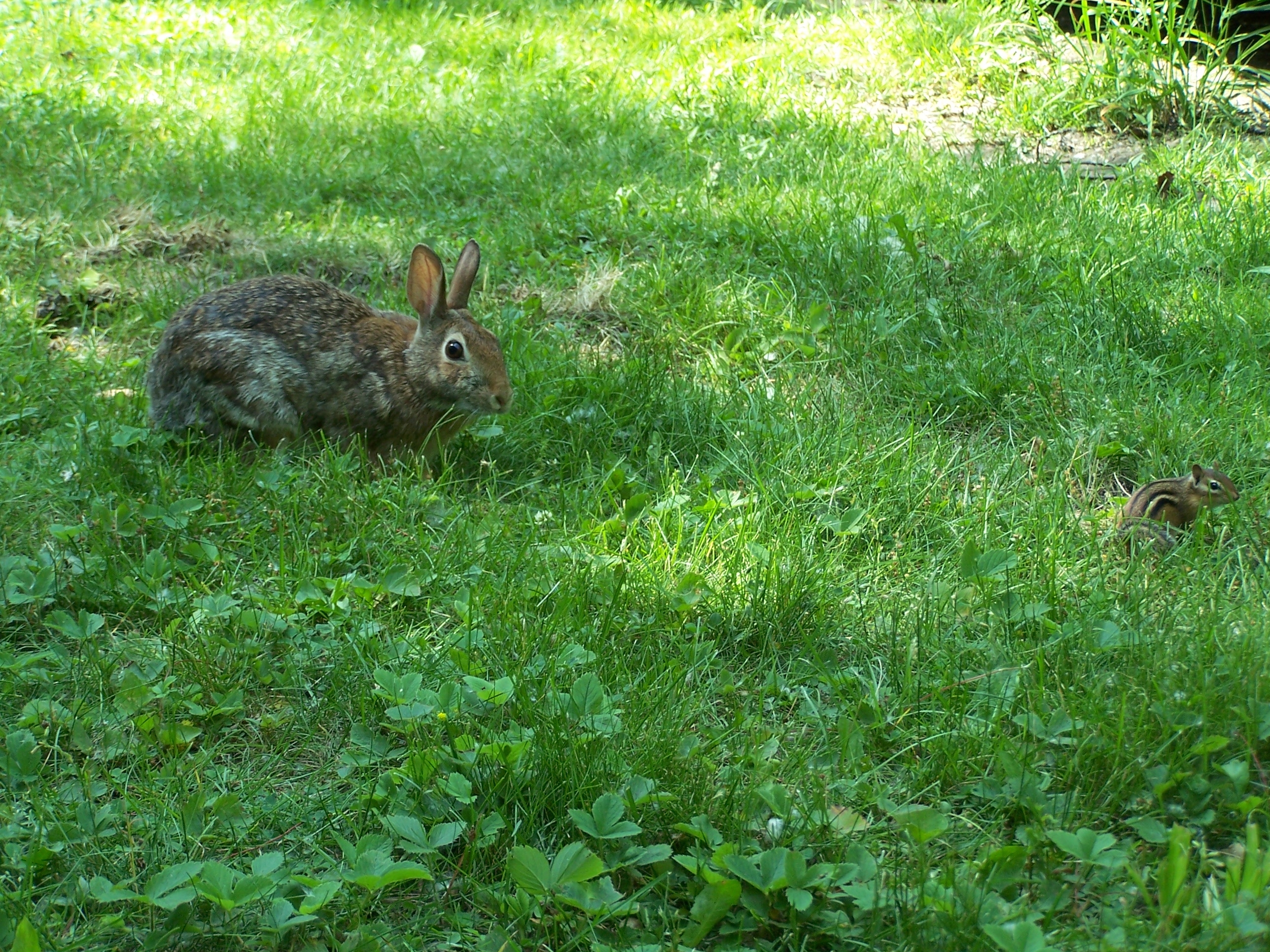 Rabbitty the rabit and friend.jpg