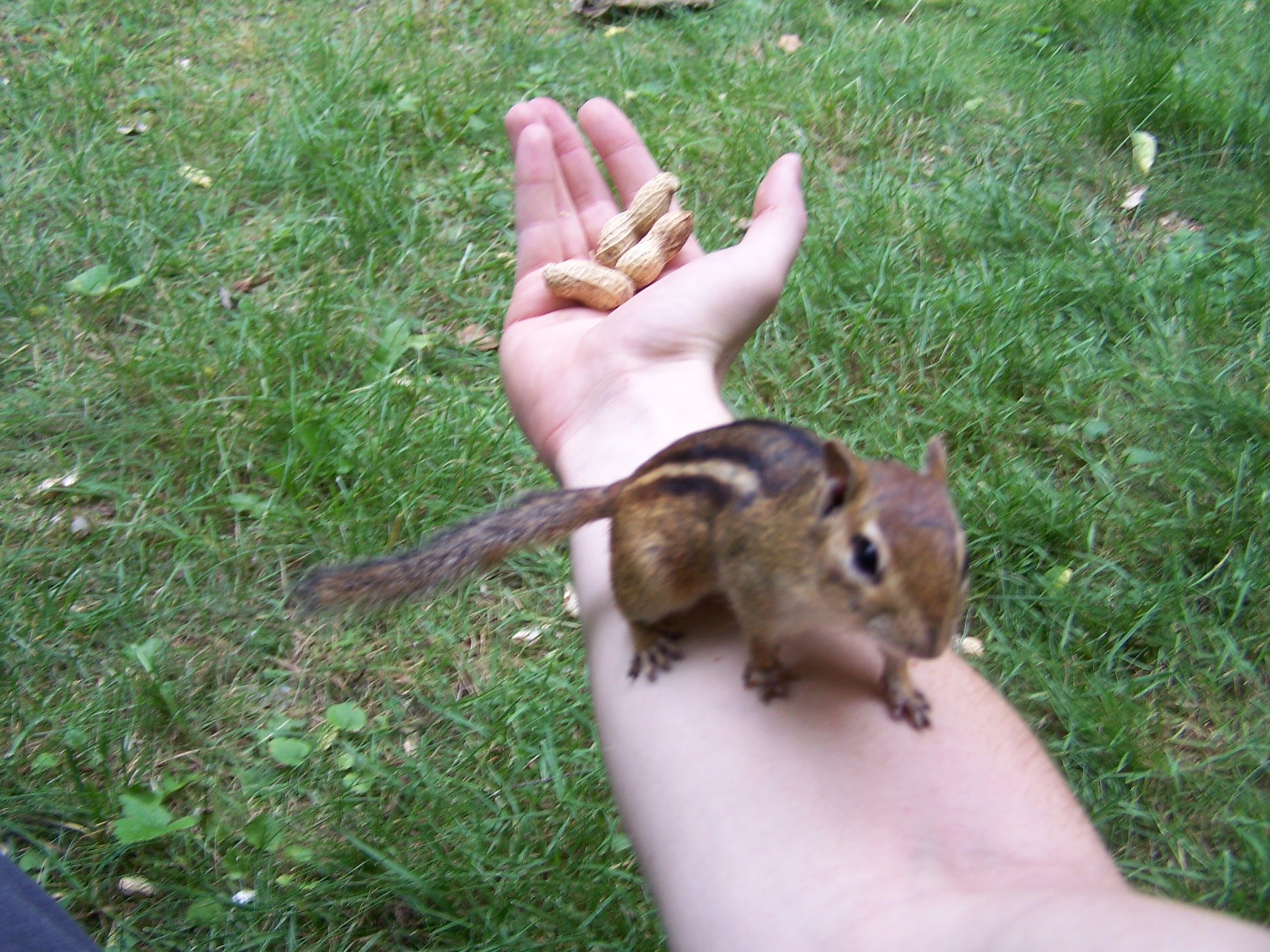 Hand-of-chipfriendship-is-that-a-way.jpg