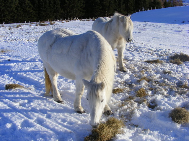 Fred and friend - geograph.org.uk - 1052953.jpg