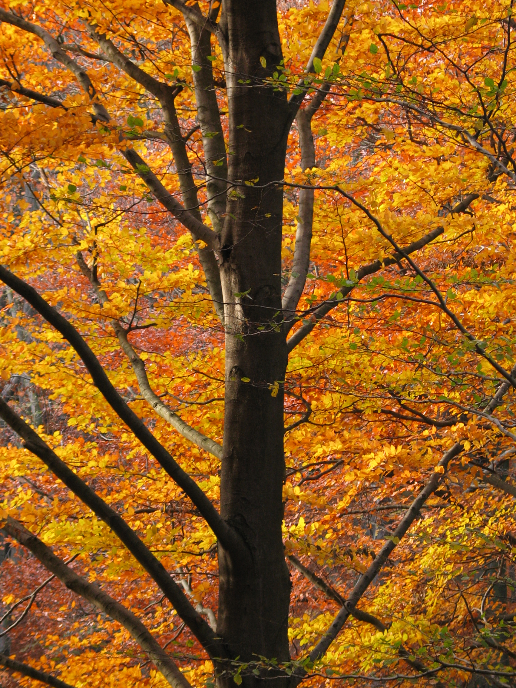 geoff_vane autumn tree red leaves