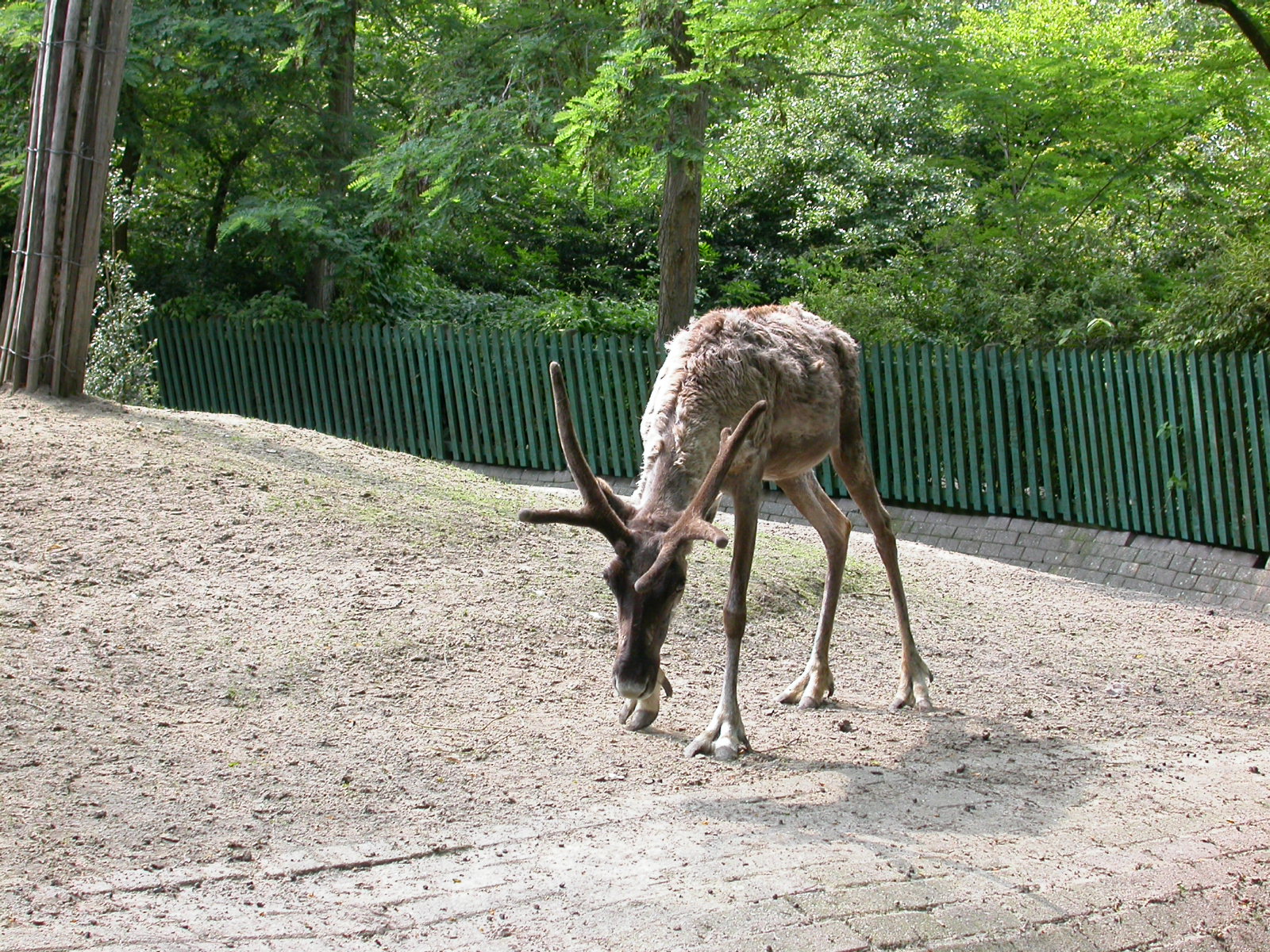 eva deer mammal zoo grazing horns cloven hoofs caribou