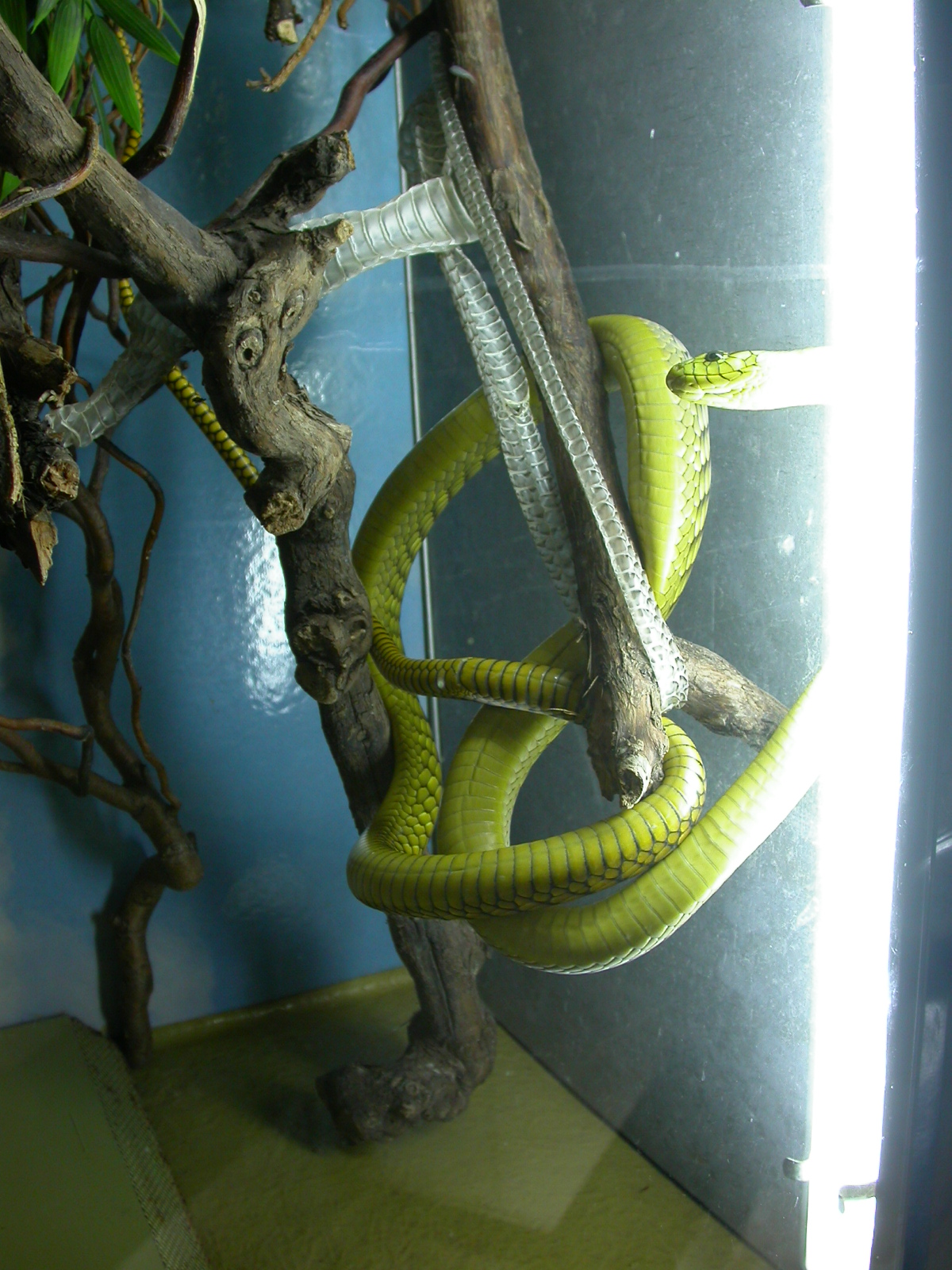 snake reptile tree eva yellow royalty