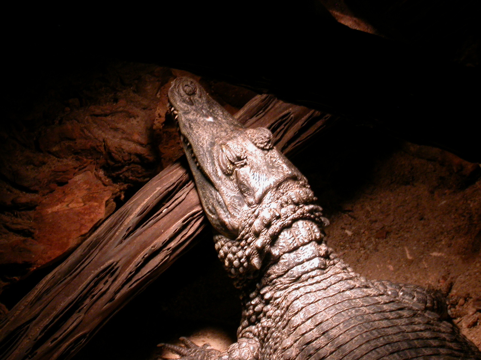 eva crocodile reptile predator