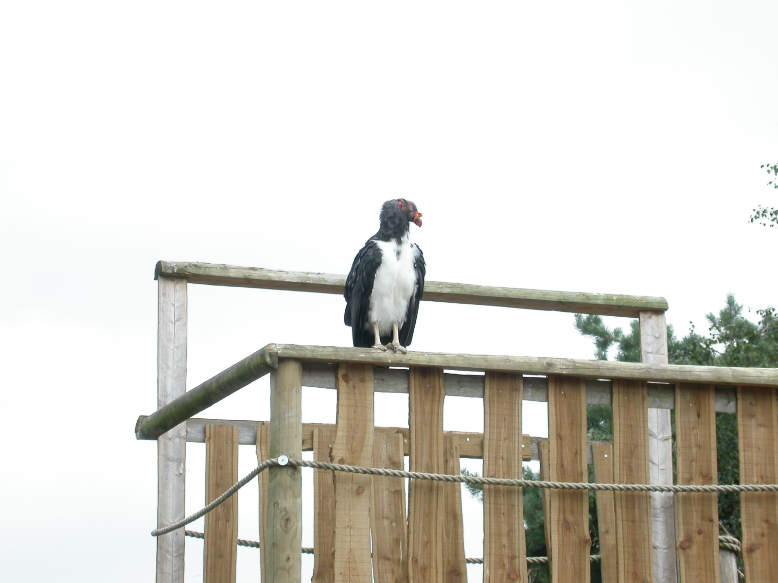 eva vulture bird of prey