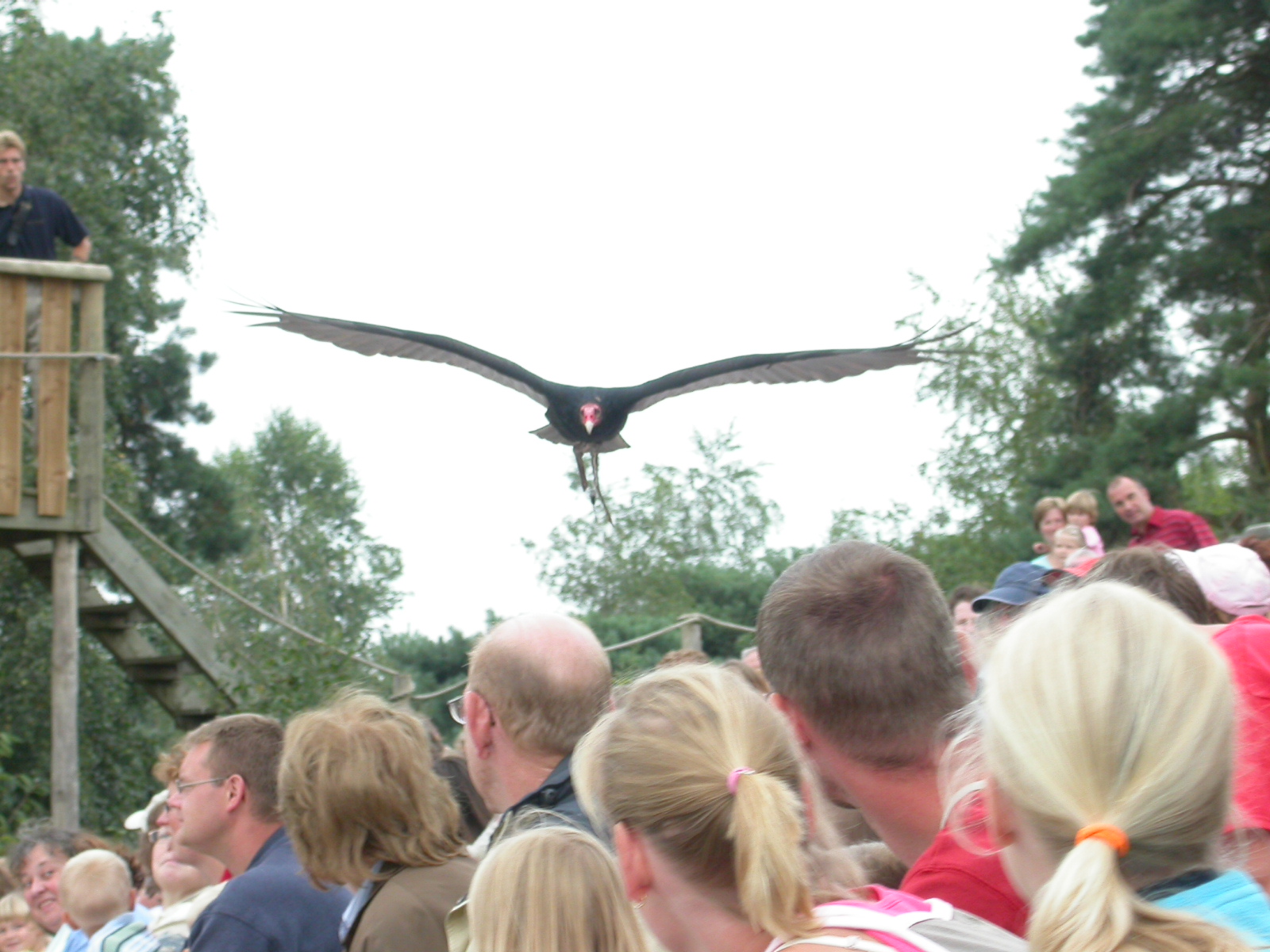 eva vulture bird of prey fly over