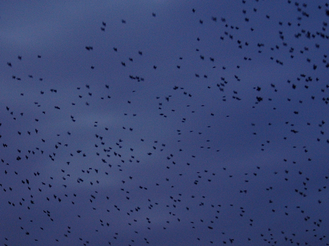 maartent flock of birds flying dark evening swarm