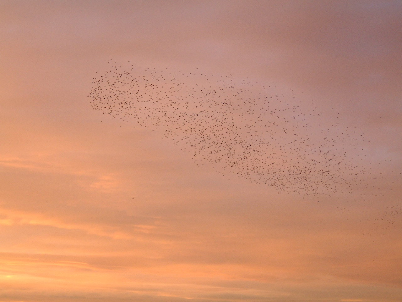 maartent sky pink flock of birds flying dusk