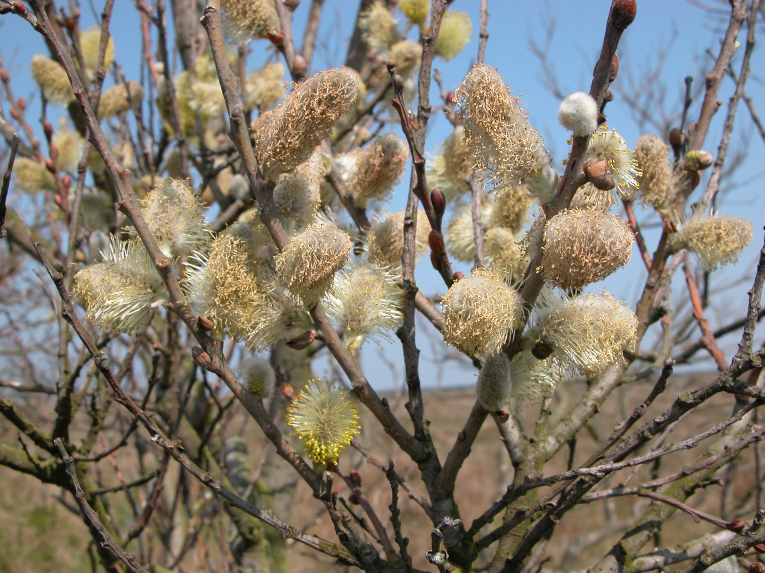 tree in bloom fluffy Branch