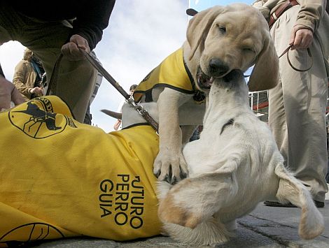 Perros guía, los ojos del invidente - Te interesa saber