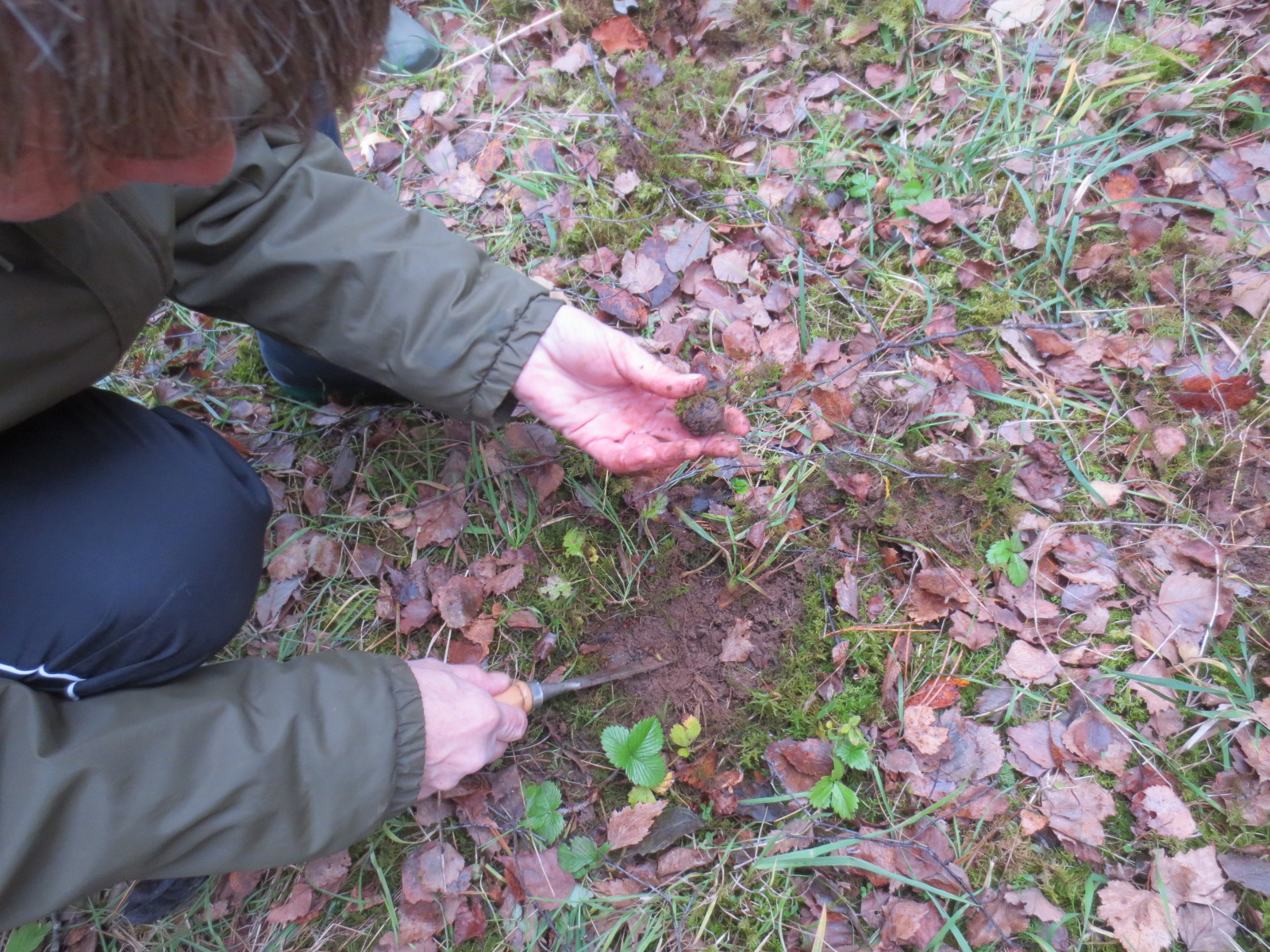 Truffes de Bourgogne - Tuber uncinatum 2