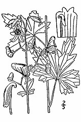 File:Aconitum-uncinatum01.jpg - Wikipedia