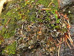 Category:Peltigera castanea - Wikimedia Commons