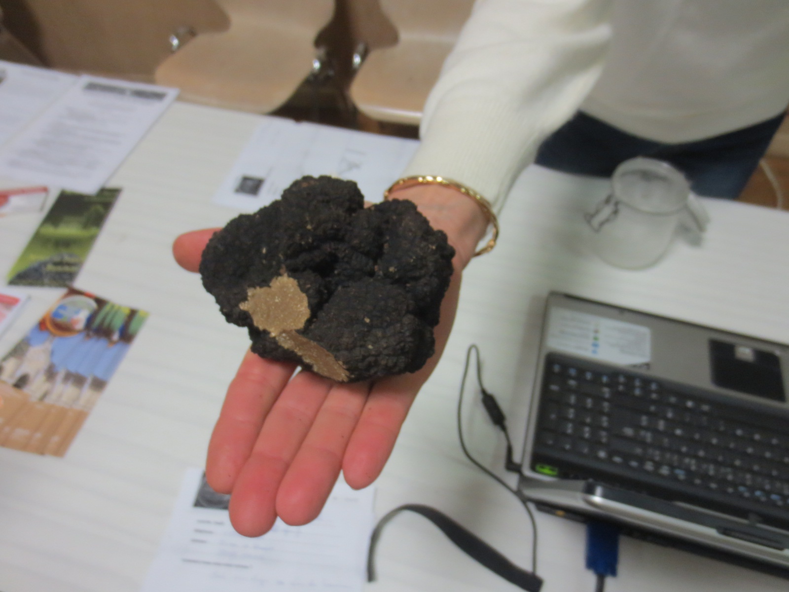 Truffes de Bourgogne - Tuber uncinatum 7