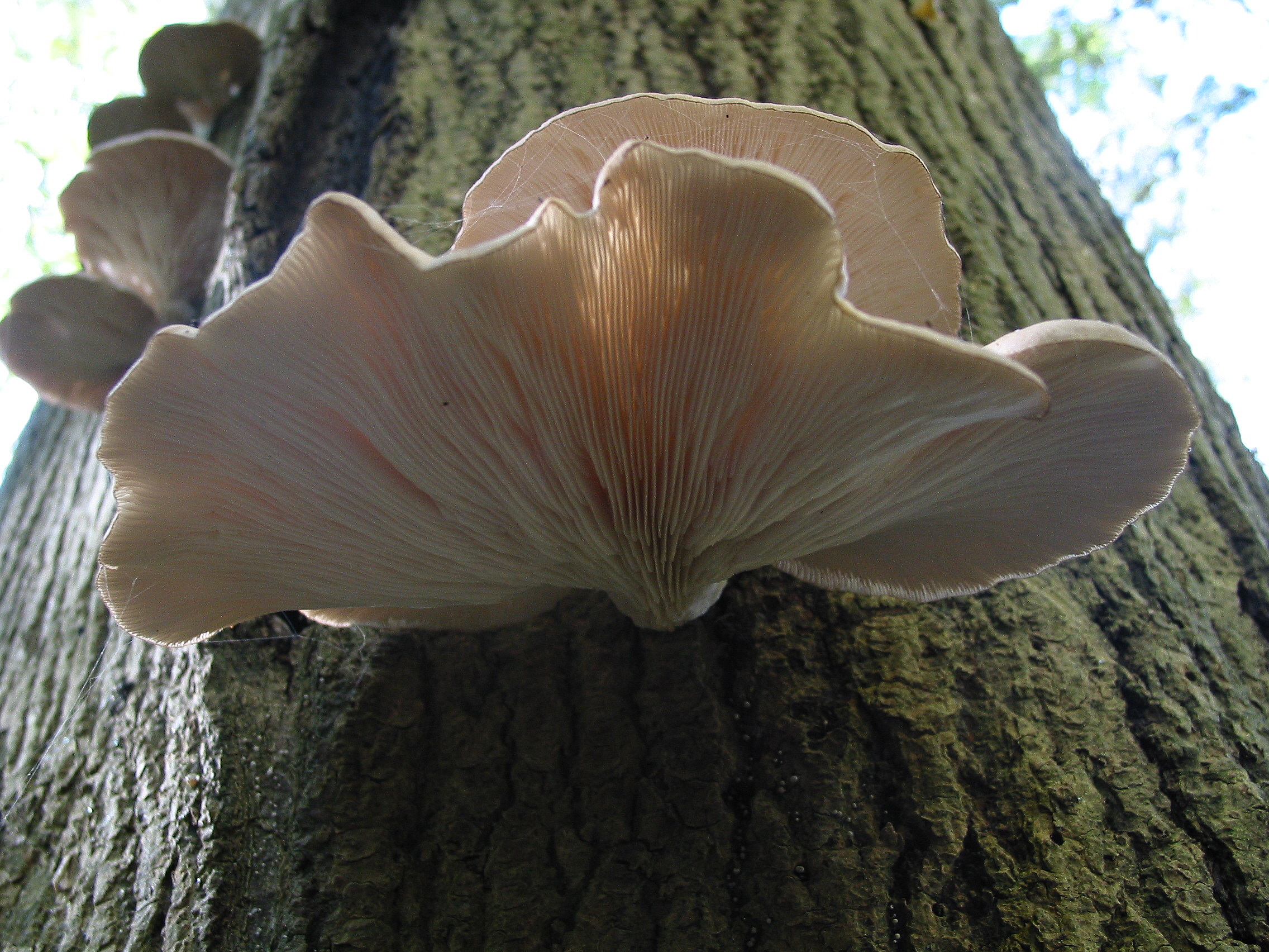 File:Pleurotus ostreatus JPG7.jpg - Wikimedia Commons