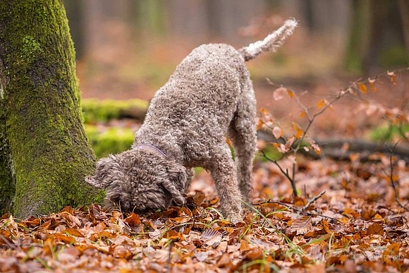 Die Trüffelsuche mit dem Hund - Easy Dogs