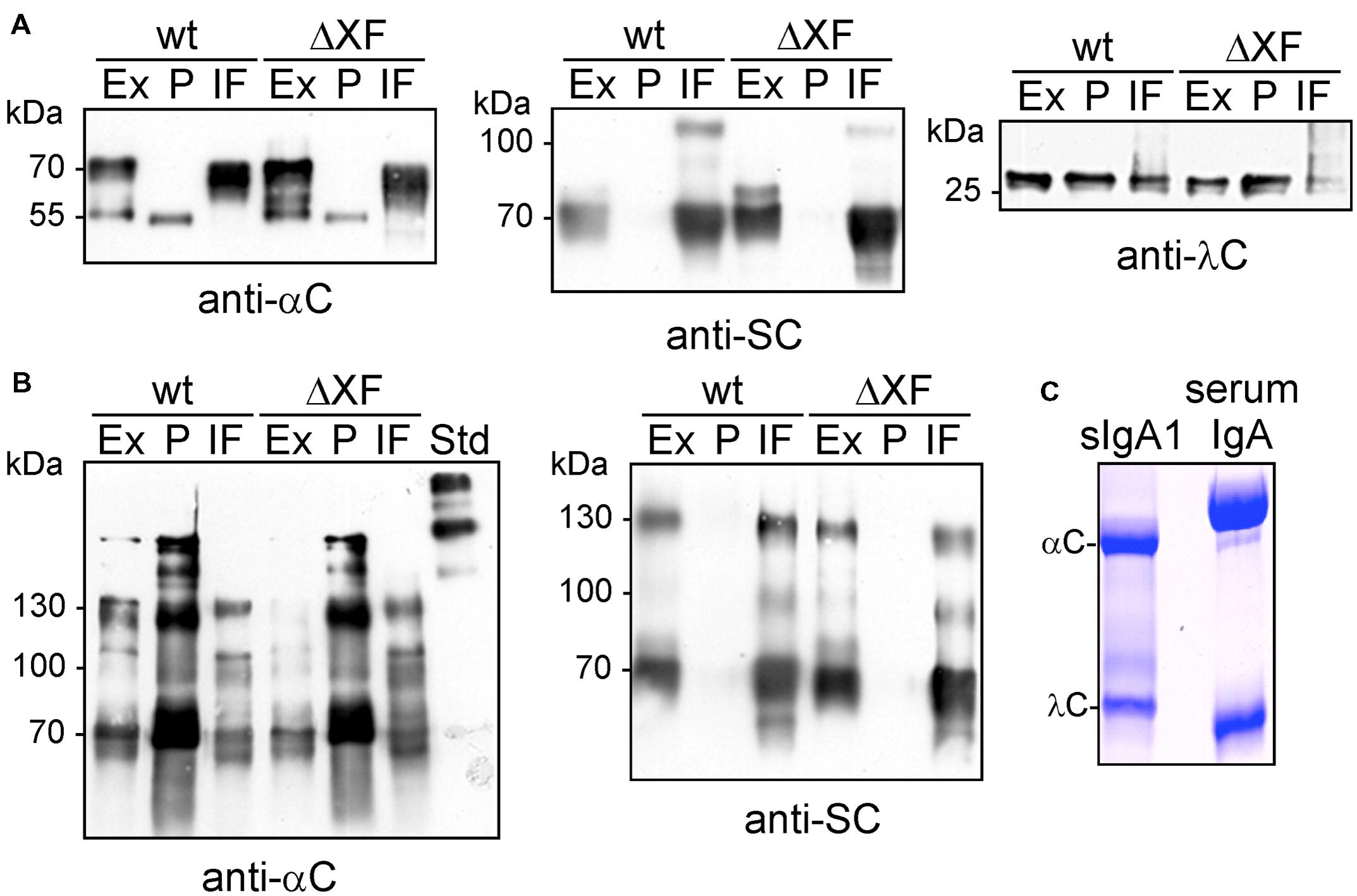 Frontiers | Transient Glyco-Engineering to Produce Recombinant IgA1 ...