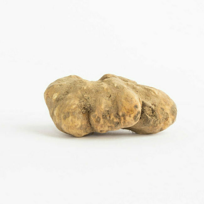 Weißer Trüffel (Tuber Magnatum Pico) - Porcella