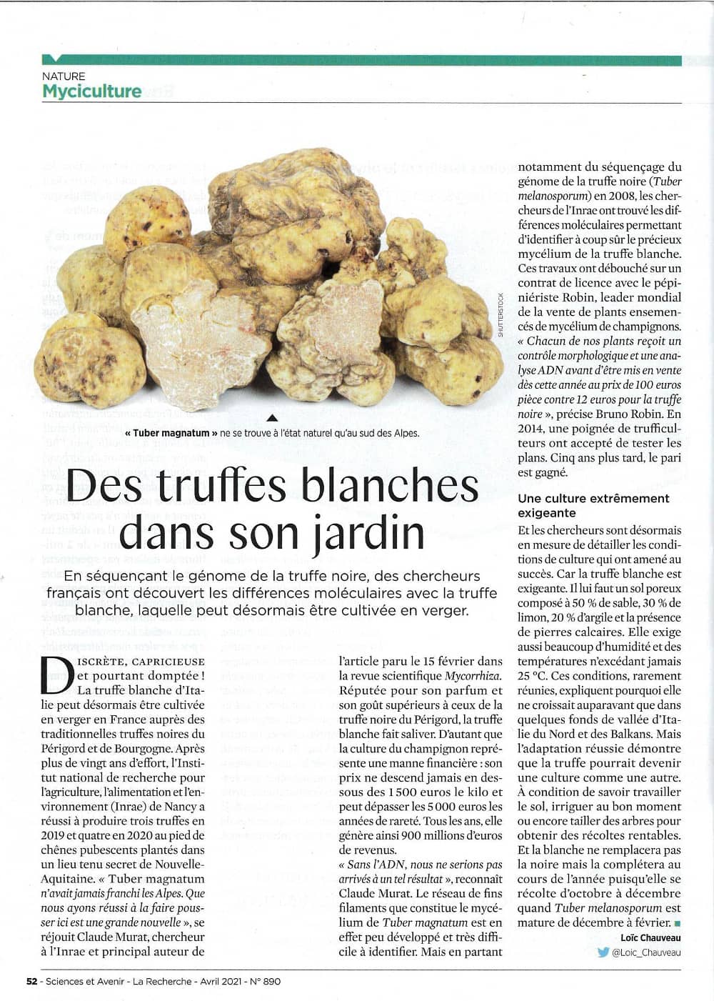 Des truffes blanches dans son jardin