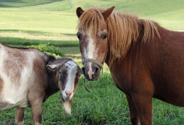 goat and horse friendship