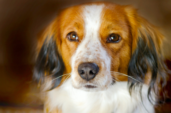 Kooiker dog portrait