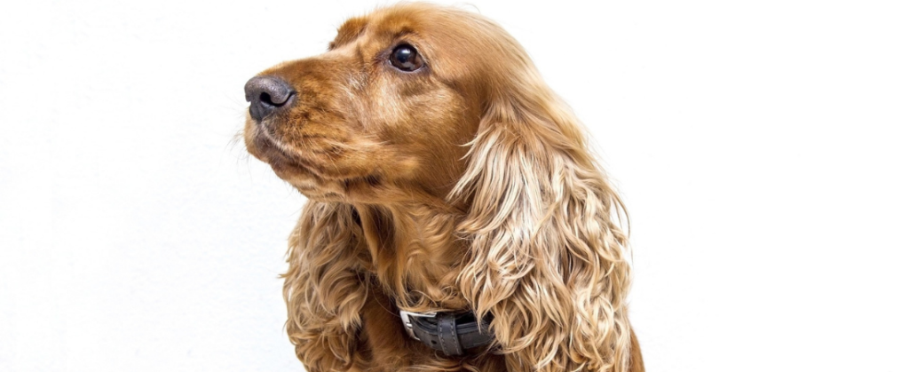 Englischer Cocker Spaniel - Tiermedizinportal