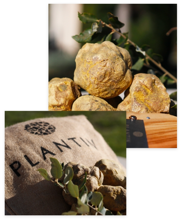 Truffe blanche d'Alba - Tuber Magnatum - PLANTIN - L'art de la truffe