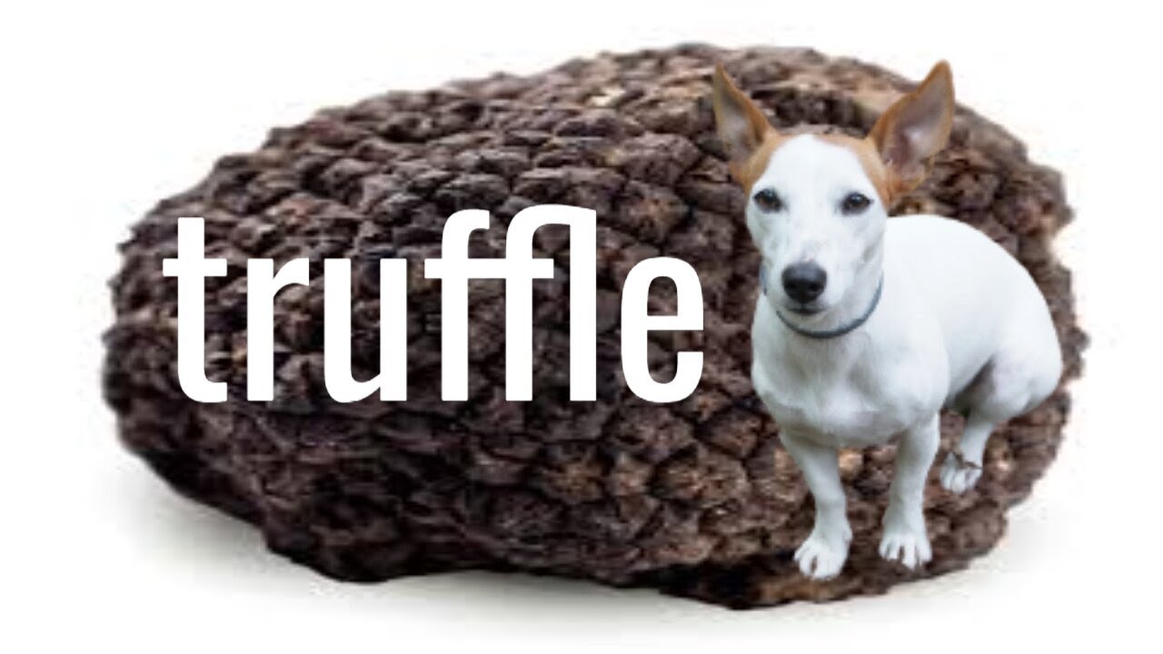 Супер Сара !!! Best Truffle-Hunting Dog -Трюфели- #blacktruffle #truffle