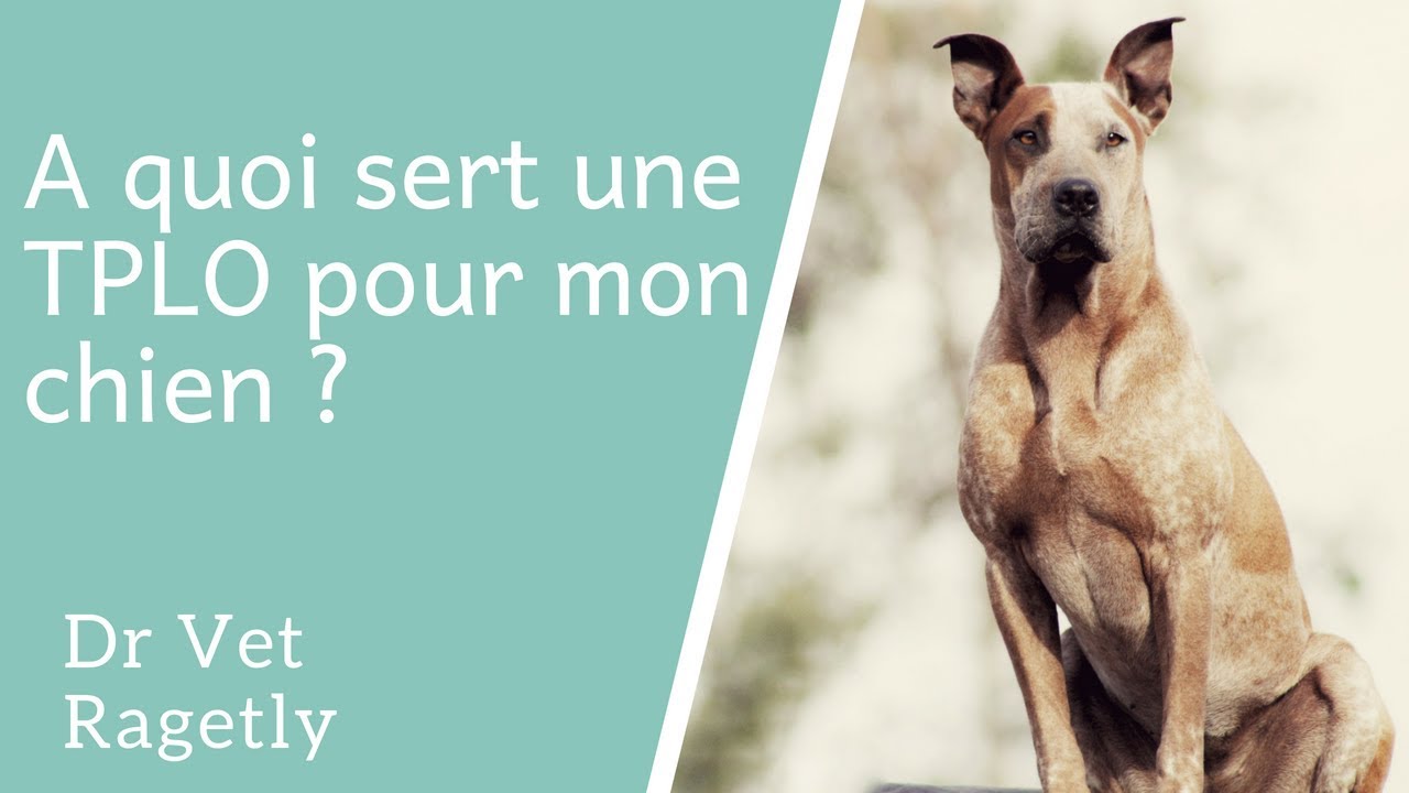 A quoi sert une TPLO pour mon chien