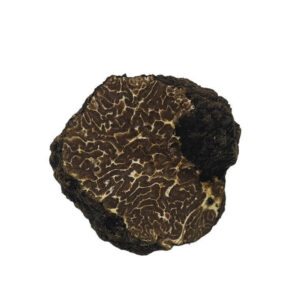 Tuber mesentericum vitt price from 35$ - Bagnoli truffles by Bult