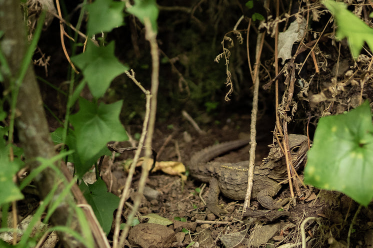 Lizard Blending In